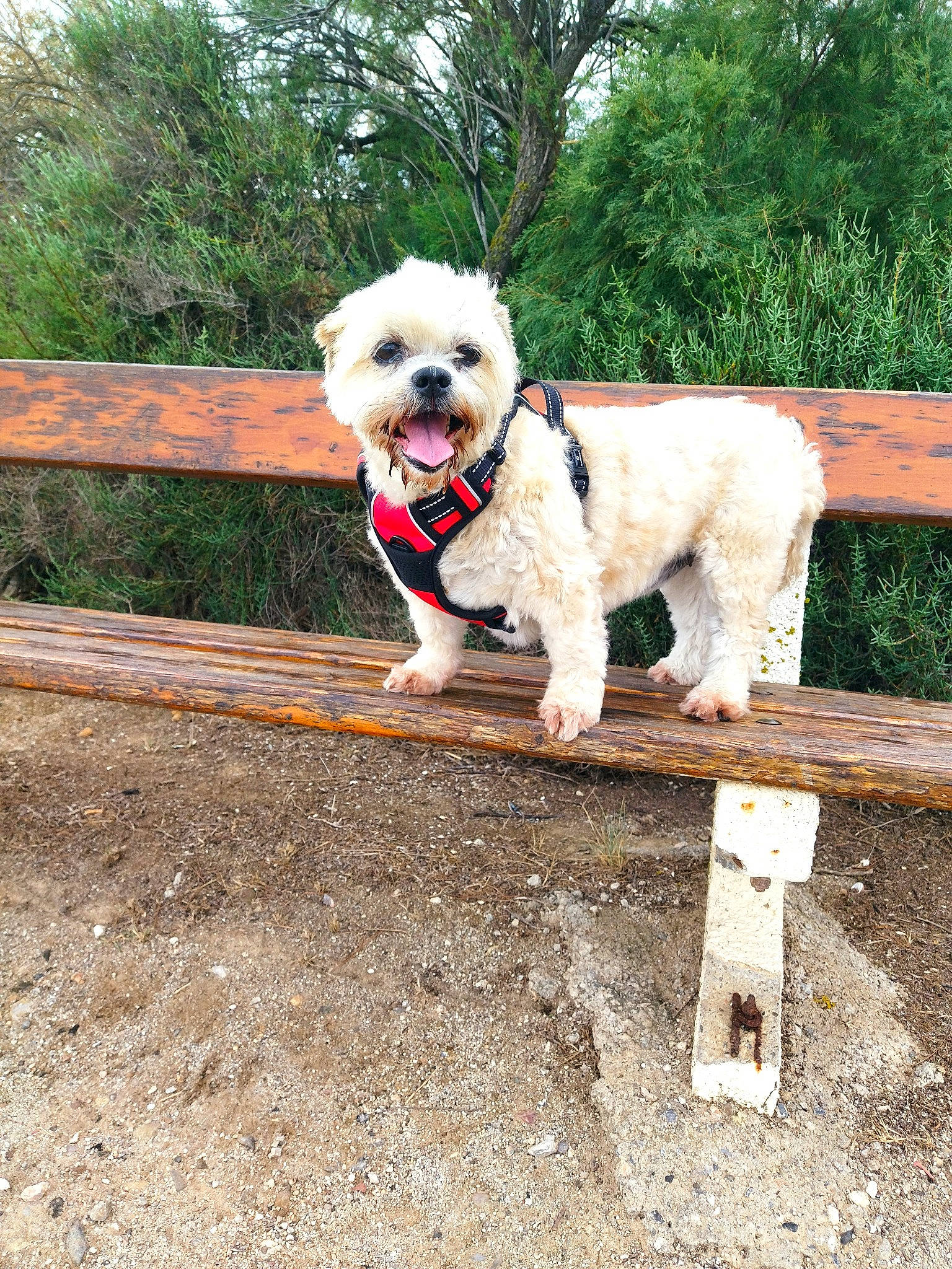 Loumy a rejoint le concours — aidez-le/la à gagner de superbes lots ! canidae, carnivore, collar, companion_dog, dog, dog_breed, dog_clothes, dog_collar, dog_supply, fashion_accessory, fawn, leash, pet_supply, snout, sporting_group, tail, terrier, toy_dog, tree, working_animal