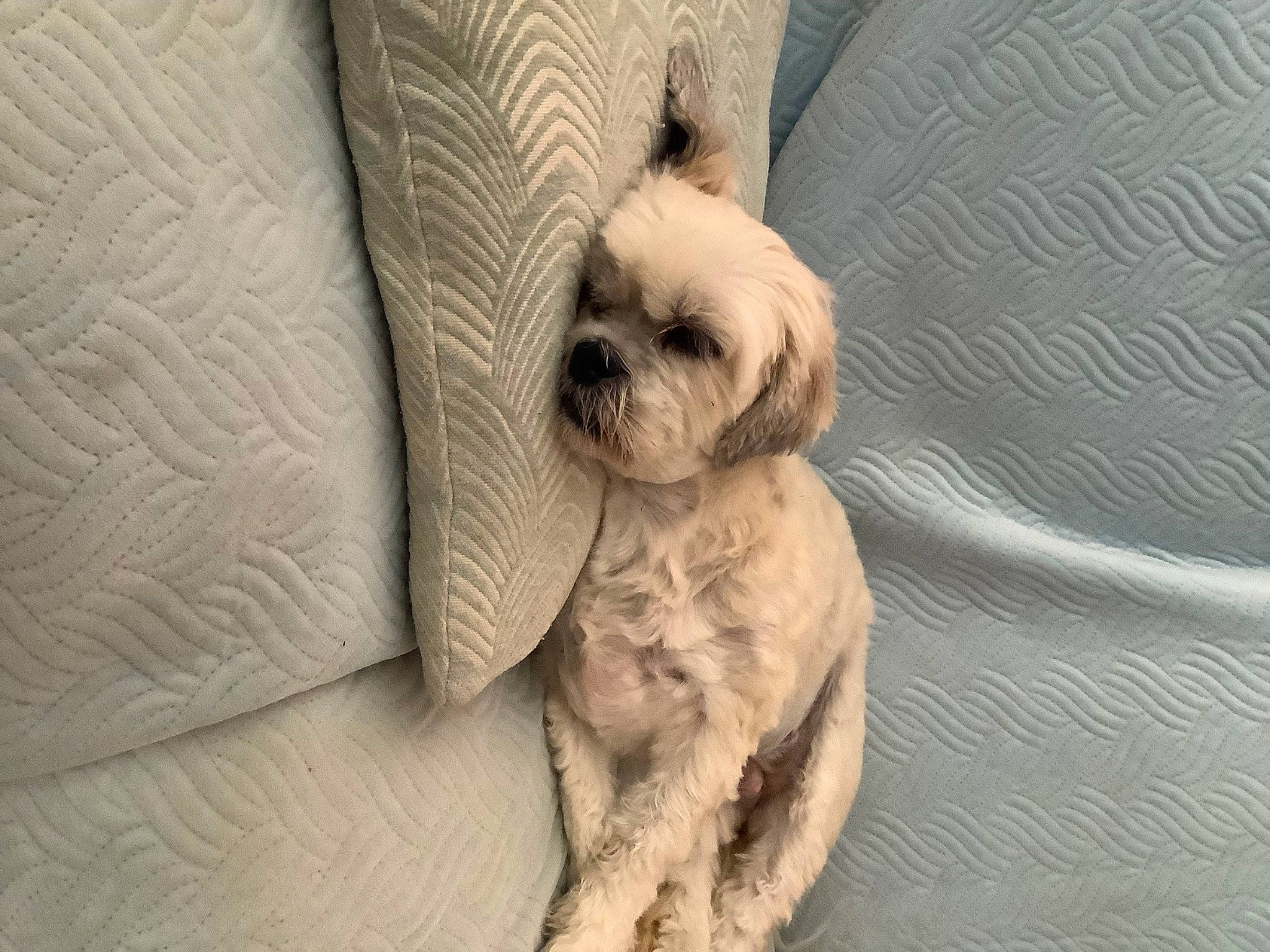 Loumy a rejoint le concours — aidez-le/la à gagner de superbes lots ! canidae, carnivore, comfort, companion_dog, dog, dog_breed, dog_supply, fawn, fur, liver, nap, small_terrier, snout, sporting_group, terrestrial_animal, terrier, toy, toy_dog, working_animal, wrinkle