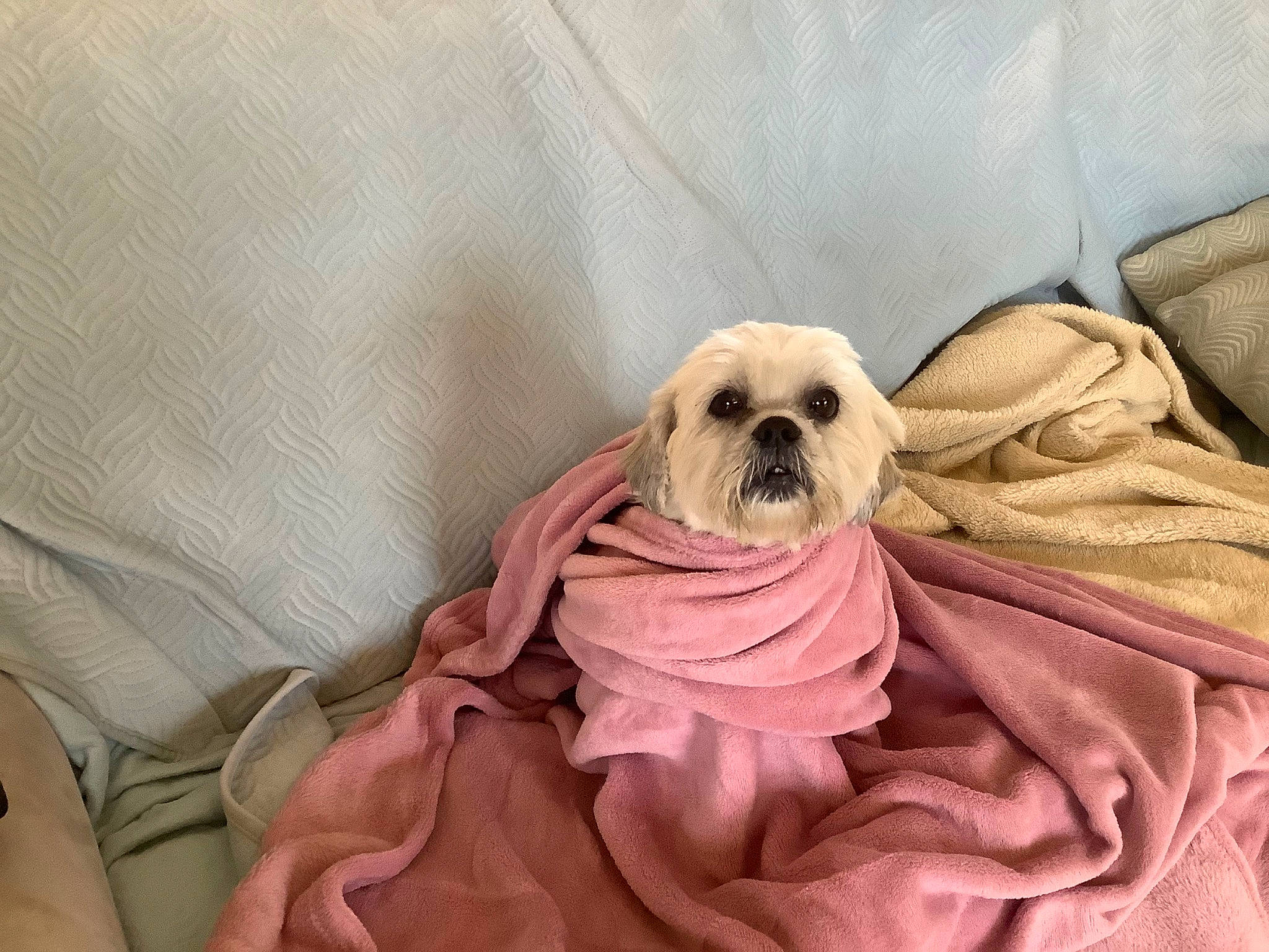 Loumy a rejoint le concours — aidez-le/la à gagner de superbes lots ! bed_sheet, bedding, canidae, carnivore, comfort, companion_dog, dog, dog_breed, dog_clothes, dog_supply, duvet, fawn, fur, linens, liver, pet_supply, sporting_group, toy_dog, working_animal, wrinkle