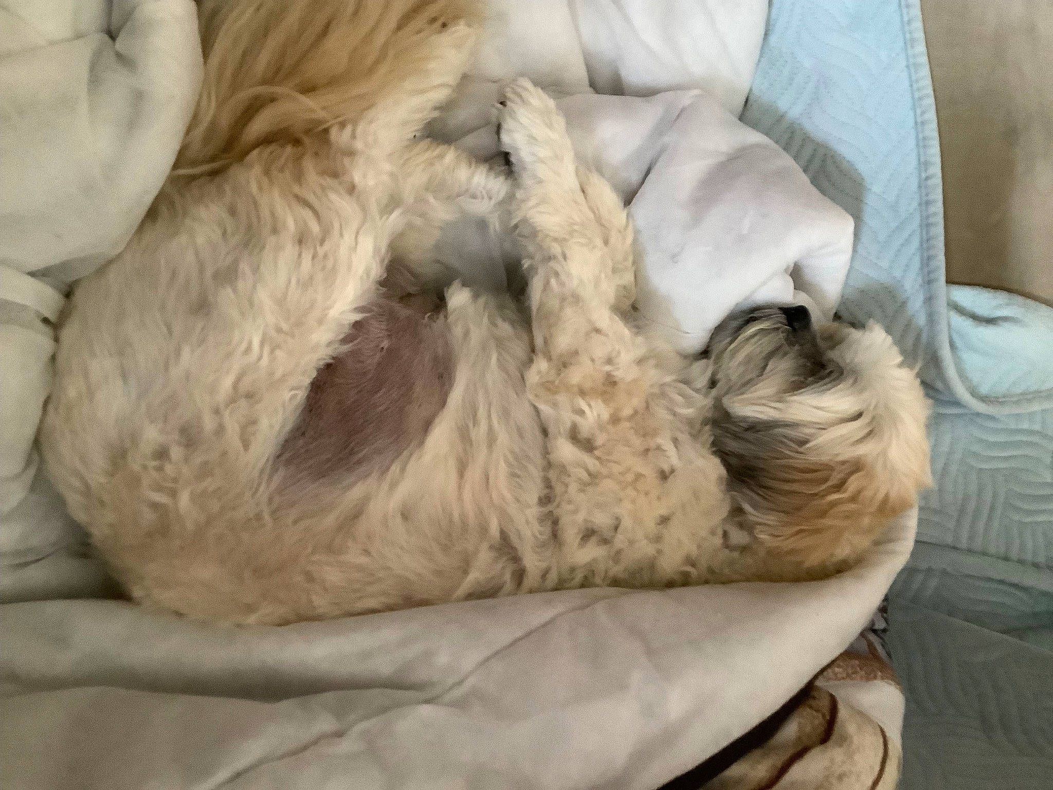 Loumy a rejoint le concours — aidez-le/la à gagner de superbes lots ! bored, canidae, carnivore, claw, comfort, companion_dog, dog, dog_breed, fawn, felidae, fur, linens, nap, paw, sleep, snout, sporting_group, terrestrial_animal