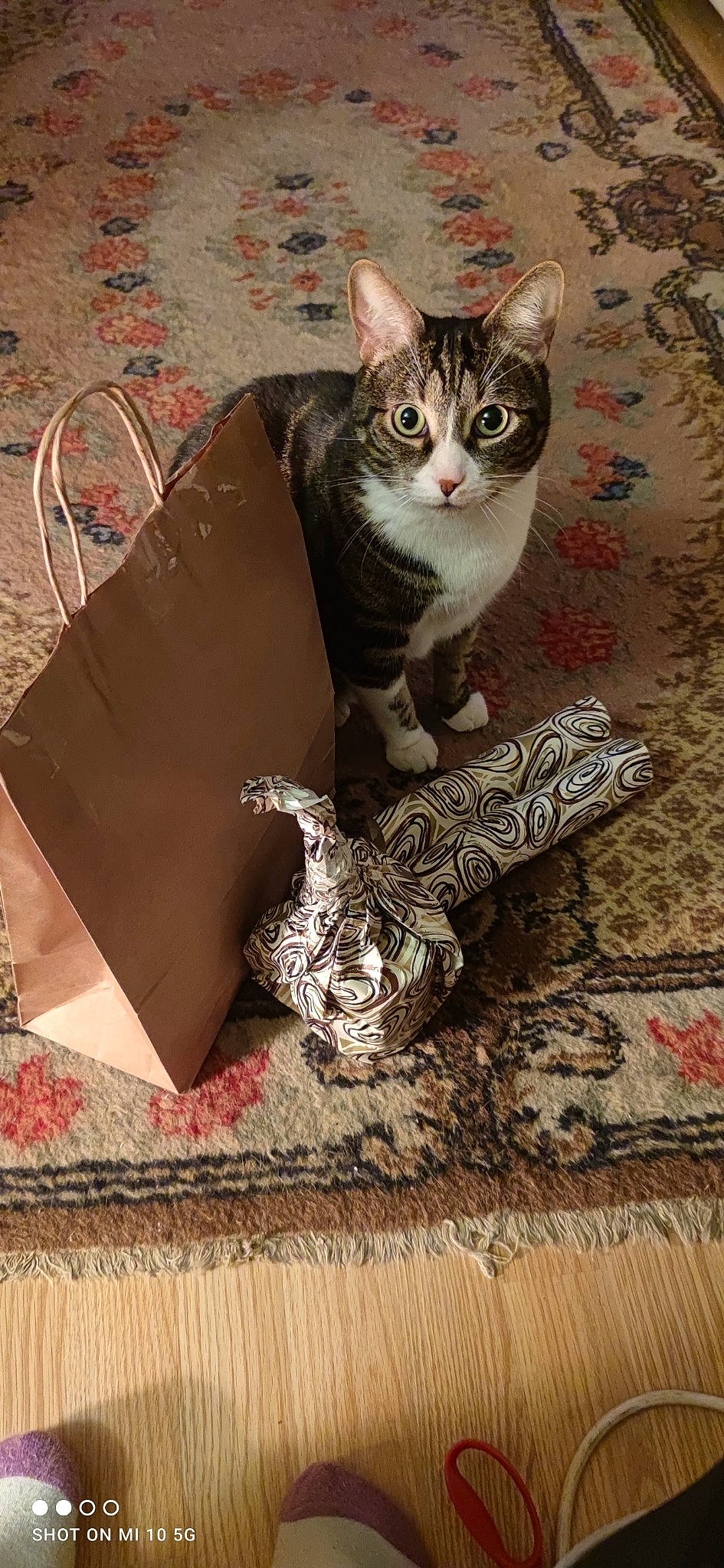 Rocky a rejoint le concours — aidez-le/la à gagner de superbes lots ! carnivore, cat, domestic_short_haired_cat, fashion_accessory, fawn, felidae, flooring, foot, fur, pattern, paw, photo_caption, small_to_medium_sized_cats, tail, whiskers, wood