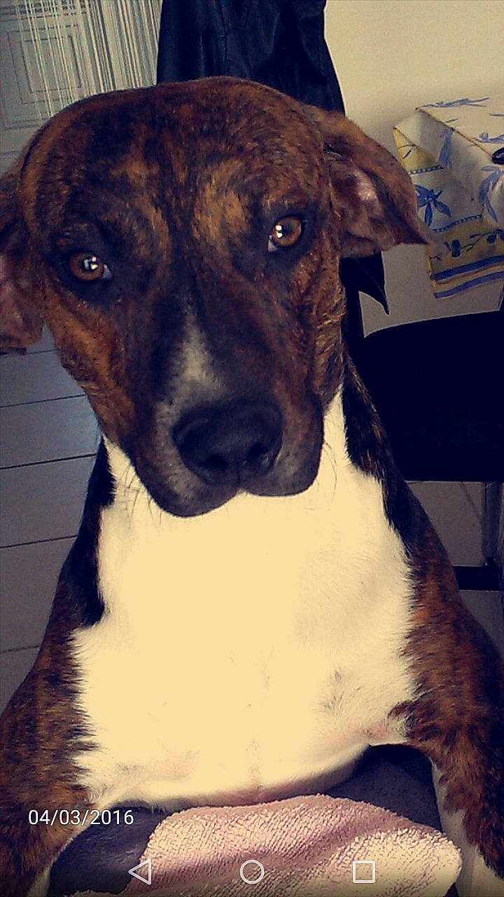 Link participe au concours pour gagner de l'argent avec cette photo : canidae, carnivore, collar, companion_dog, dog, dog_breed, dog_collar, ear, eye, fawn, fur, giant_dog_breed, head, metal, pet_supply, snout, sporting_group, terrestrial_animal, whiskers, working_animal