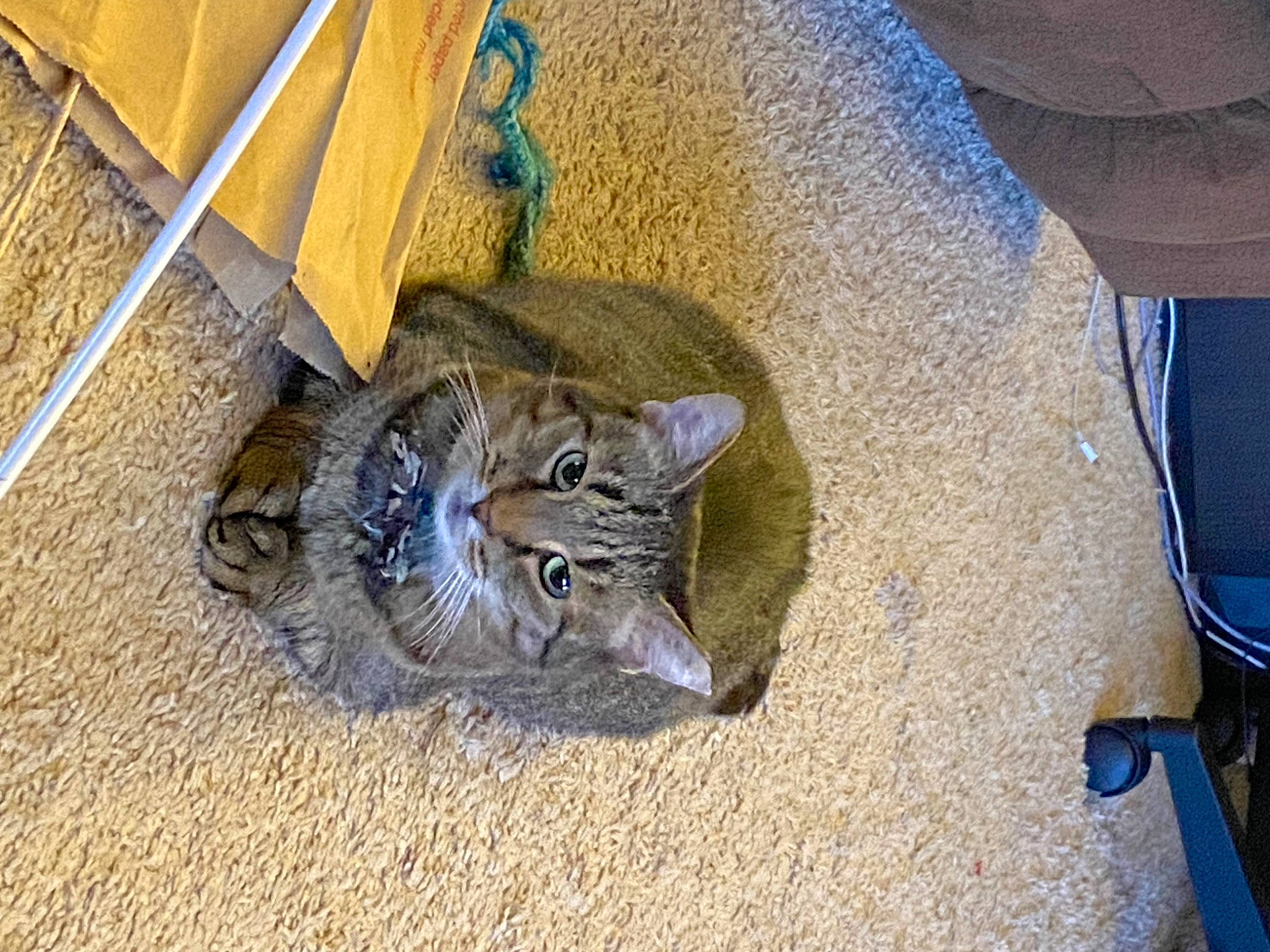 Doc is registered to the contest to win money with this photo: automotive_tire, carnivore, cat, comfort, domestic_short_haired_cat, electric_blue, felidae, floor, flooring, fur, grass, paw, small_to_medium_sized_cats, snout, soil, tail, terrestrial_animal, whiskers, wood