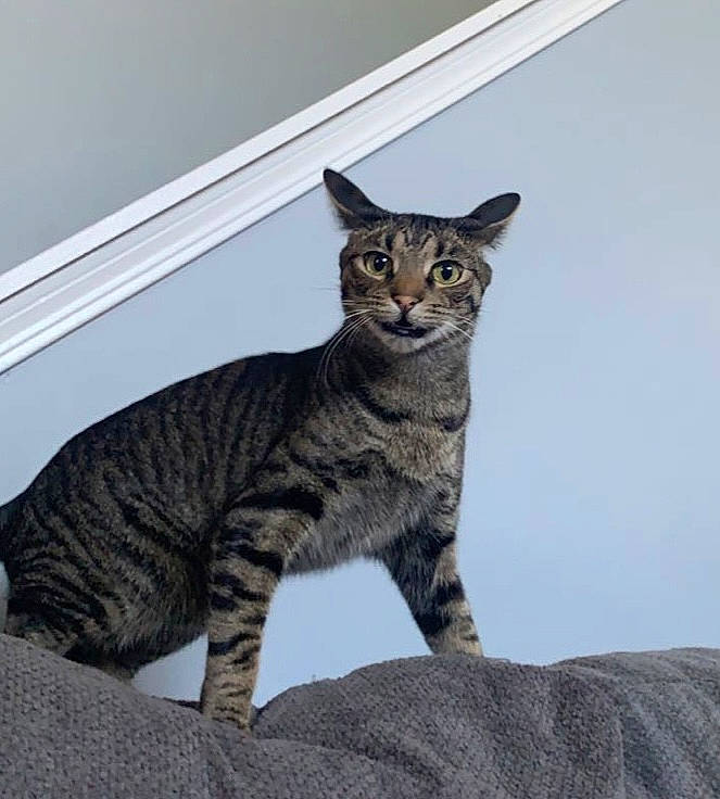 Squirt is registered to the contest to win money with this photo: carnivore, cat, domestic_short_haired_cat, eye, felidae, fur, grey, paw, sitting, small_to_medium_sized_cats, snout, tail, terrestrial_animal, whiskers, wildlife