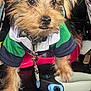 dog, puppy, pet, animal, fur, ears, jacket, leash, car, seat, paw, device, curious, closeup, indoors, brown, black, cute, small, canine