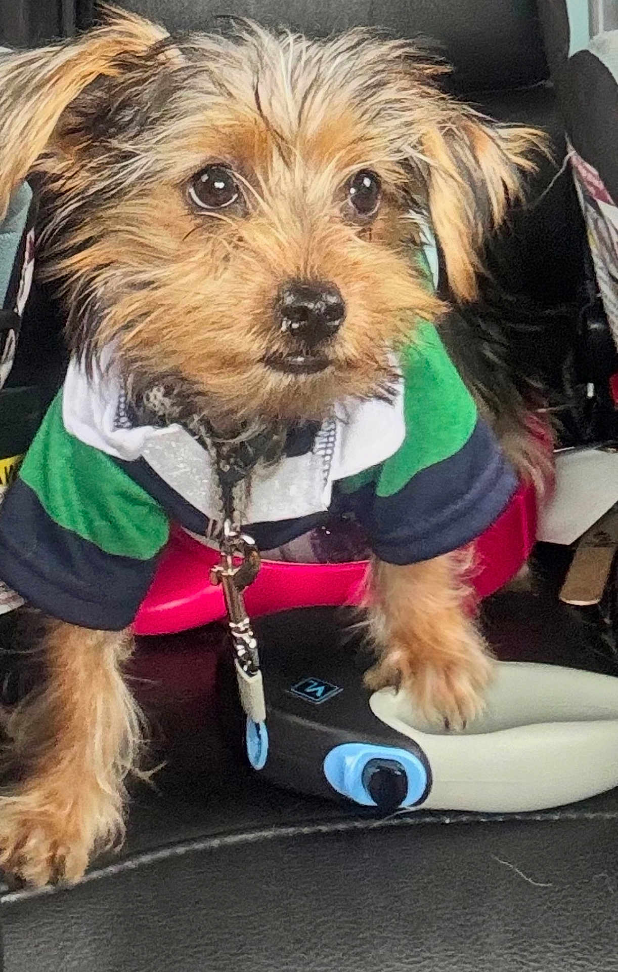 Stanford is registered to the contest to win money with this photo: dog, puppy, pet, animal, fur, ears, jacket, leash, car, seat, paw, device, curious, closeup, indoors, brown, black, cute, small, canine