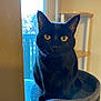 cat, black_cat, pet, indoor, yellow_eyes, cat_perch, window, furniture, curious, animal, domestic_cat, whiskers, ears, face, sitting, soft_light, home, feline, portrait, cozy