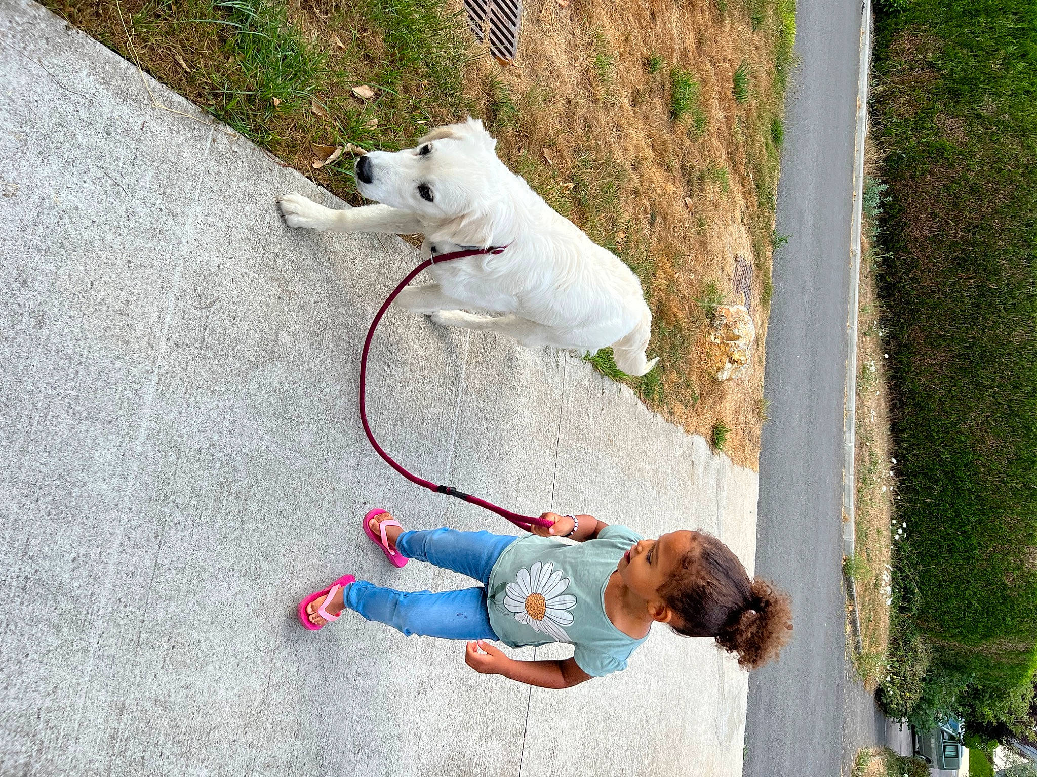 Mia participe au concours pour gagner de l'argent avec cette photo : carnivore, collar, companion_dog, denim, dog, dog_breed, fawn, fun, grass, leash, leisure, line, person, plant, recreation, sidewalk, t_shirt, tail, toddler, tree