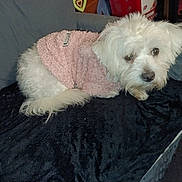 Câline a rejoint le concours — aidez-le/la à gagner de superbes lots ! dog, white_dog, pet, sweater, clothing, blanket, couch, indoor, fur, animal, cozy, cute, small_dog, looking, face, ears, tail, resting, home, comfort