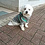 Câline a rejoint le concours — aidez-le/la à gagner de superbes lots ! dog, white_dog, small_dog, pet, leash, sweater, clothing, sidewalk, brick_pavement, outdoor, building, wall, window, cute, fluffy, sitting, animal, canine, domestic_animal, daytime