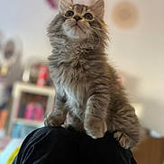 Blair a rejoint le concours — aidez-le/la à gagner de superbes lots ! animal, blurred_background, cat, close_up, curious, cute, domestic, fluffy, furniture, gray_tabby, home, indoor, kitten, mammal, person, pet, shoulder, soft_light, whiskers, young