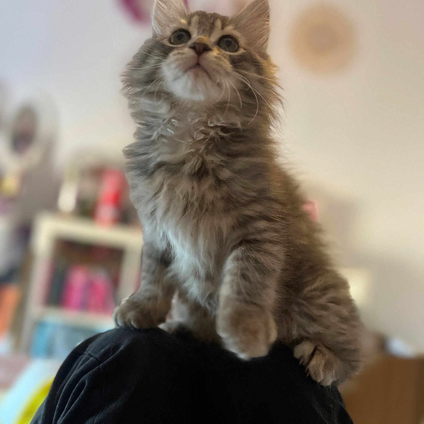 Blair