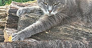 Grisou participe au concours pour gagner de l'argent avec cette photo : cat, gray_cat, animal, pet, outdoor, logs, woodpile, nature, greenery, fur, whiskers, relaxed, stretching, paw, ears, face, forest, wildlife, daylight, resting