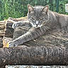 cat, gray_cat, animal, pet, outdoor, logs, woodpile, nature, greenery, fur, whiskers, relaxed, stretching, paw, ears, face, forest, wildlife, daylight, resting