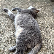 Grisou participe au concours pour gagner de l'argent avec cette photo : cat, gray_cat, animal, pet, fur, outdoor, relaxing, lying_down, texture, ground, nature, close_up, sleeping, daylight, mammal, whiskers, tail, four_legs, domestic_animal, resting