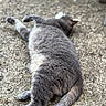 cat, gray_cat, animal, pet, fur, outdoor, relaxing, lying_down, texture, ground, nature, close_up, sleeping, daylight, mammal, whiskers, tail, four_legs, domestic_animal, resting