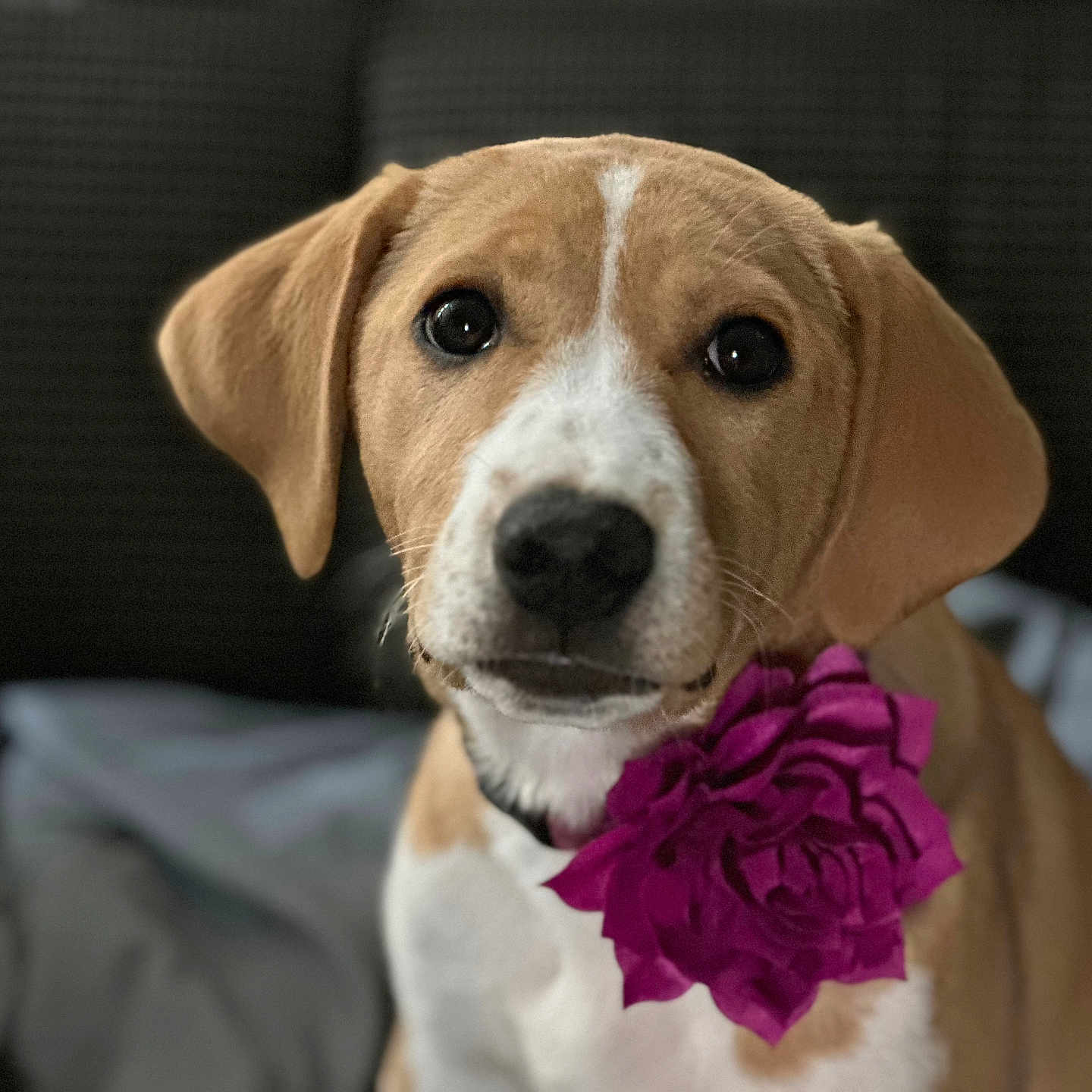 Marla joined the competition — help win amazing prizes! animal, beagle, canine, couch, cushion, dog, flower, flowerarrangement, flowerbouquet, furniture, geranium, head, homedecor, hound, labradorretriever, pet, petal, plant, puppy, rose
