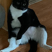 Russell is registered to the contest to win money with this photo: cat, black_and_white, indoor, wooden_floor, furniture, pet, animal, relaxed, sitting, curious, whiskers, tail, ears, fur, domestic, cute, household, companion, mammal, portrait