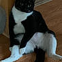 cat, black_and_white, indoor, wooden_floor, furniture, pet, animal, relaxed, sitting, curious, whiskers, tail, ears, fur, domestic, cute, household, companion, mammal, portrait