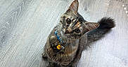 Sheila joined the competition — help win amazing prizes! animal, bell, blue_collar, cat, collar, curious, ears, eyes, head_tilt, home, indoors, kitten, pet, portrait, shadow, sitting, tabby, tail, whiskers, wood_floor