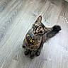 Sheila joined the competition — help win amazing prizes! cat, kitten, tabby, pet, animal, sitting, head_tilt, collar, bell, blue_collar, whiskers, ears, eyes, tail, shadow, wood_floor, indoors, home, curious, portrait