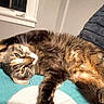 Sheila is registered to the contest to win money with this photo: cat, tabby, fluffy, long_hair, feline, pet, animal, lying_down, relaxed, upside_down, green_eyes, whiskers, striped_fur, belly, paws, blanket, turquoise, indoor, window, couch
