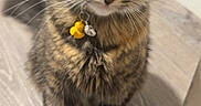 Sheila is registered to the contest to win money with this photo: cat, tabby_cat, pet, animal, feline, sitting, portrait, close_up, whiskers, ears, eyes, nose, bell, collar, striped_fur, brown_fur, wooden_table, indoors, home, focused