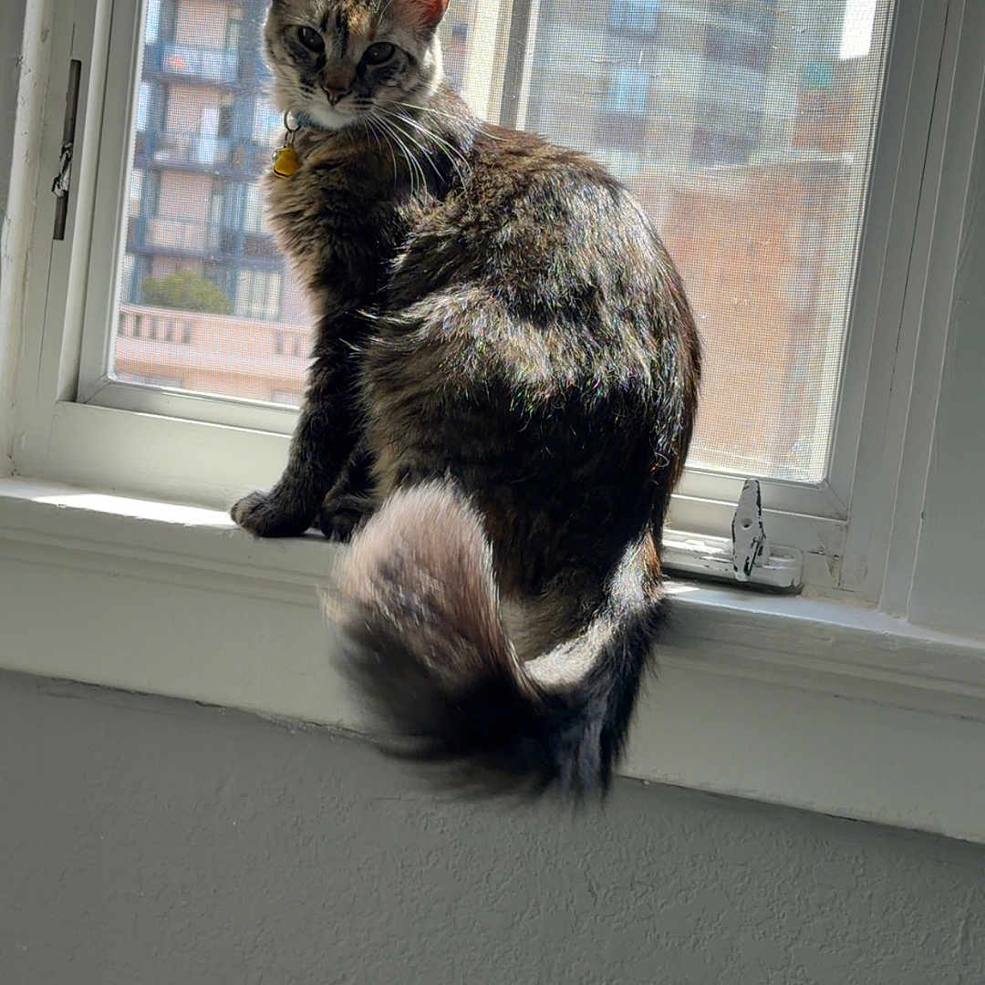 Sheila