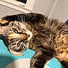 Sheila joined the competition — help win amazing prizes! blanket, cat, close_up, cozy, fluffy, fur, golden_eyes, home, indoor, lying_down, paws, pet, playful, portrait, relaxed, sleepy, tabby, turquoise, whiskers, window