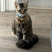 Sheila is registered to the contest to win money with this photo: cat, kitten, tabby, fluffy, long_hair, blue_collar, bell, pet, animal, sitting, indoors, wood_floor, doorway, tile_floor, tail, whiskers, ears, portrait, home, cute