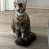 animal, bell, blue_collar, cat, cute, doorway, ears, fluffy, home, indoors, kitten, long_hair, pet, portrait, sitting, tabby, tail, tile_floor, whiskers, wood_floor