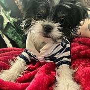 Buddy is registered to the contest to win money with this photo: dog, puppy, black_and_white, striped_shirt, blanket, red_blanket, fur, pet, cute, indoors, portrait, animal, small_dog, lying_down, fluffy, close_up, relaxed, domestic_animal, companion, soft_texture
