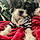 Buddy