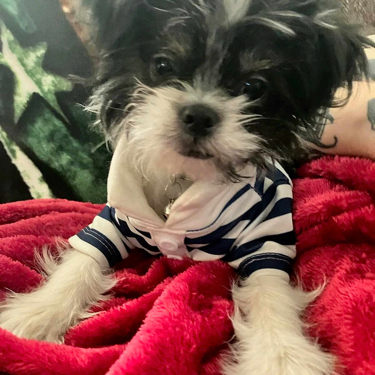 Buddy is registered to the contest to win money with this photo: animal, black_and_white, blanket, close_up, companion, cute, dog, domestic_animal, fluffy, fur, indoors, lying_down, pet, portrait, puppy, red_blanket, relaxed, small_dog, soft_texture, striped_shirt