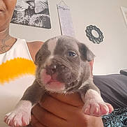 Boss is registered to the contest to win money with this photo: animal, baby_animal, blanket, close_up, cozy, cute, dog, domestic_animal, face, fur, hand, holding, indoor, mirror, person, pet, pink_paws, puppy, wall_art, young