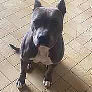 Ramos participe au concours pour gagner de l'argent avec cette photo : dog, pet, animal, sitting, ears, floor, tile, brown, white, indoor, looking, portrait, canine, paw, cute, domestic, companion, alert, fur, friendly