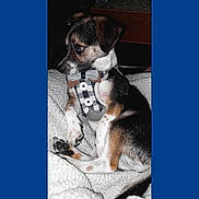Max is registered to the contest to win money with this photo: accessories, animal, appenzeller, beagle, blanket, bostonbull, bulldog, canine, chihuahua, couch, dog, furniture, hound, husky, person, pet, puppy, sleeping, snout, terrier
