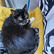 Nala participe au concours pour gagner de l'argent avec cette photo : black_and_white, blanket, cat, close_up, comfortable, cozy, curled_up, domestic_animal, feline, fur, green_eyes, indoor, looking_back, patterned_fabric, pet, resting, soft_texture, whiskers, wooden_frame, yellow_blanket