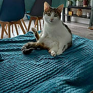 Ginny a rejoint le concours — aidez-le/la à gagner de superbes lots ! cat, pet, animal, sitting, white_fur, brown_fur, green_eyes, whiskers, indoors, blanket, teal_blanket, living_room, dining_area, chairs, table, orchids, plants, window, home_decor, portrait