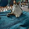 cat, pet, animal, sitting, white_fur, brown_fur, green_eyes, whiskers, indoors, blanket, teal_blanket, living_room, dining_area, chairs, table, orchids, plants, window, home_decor, portrait