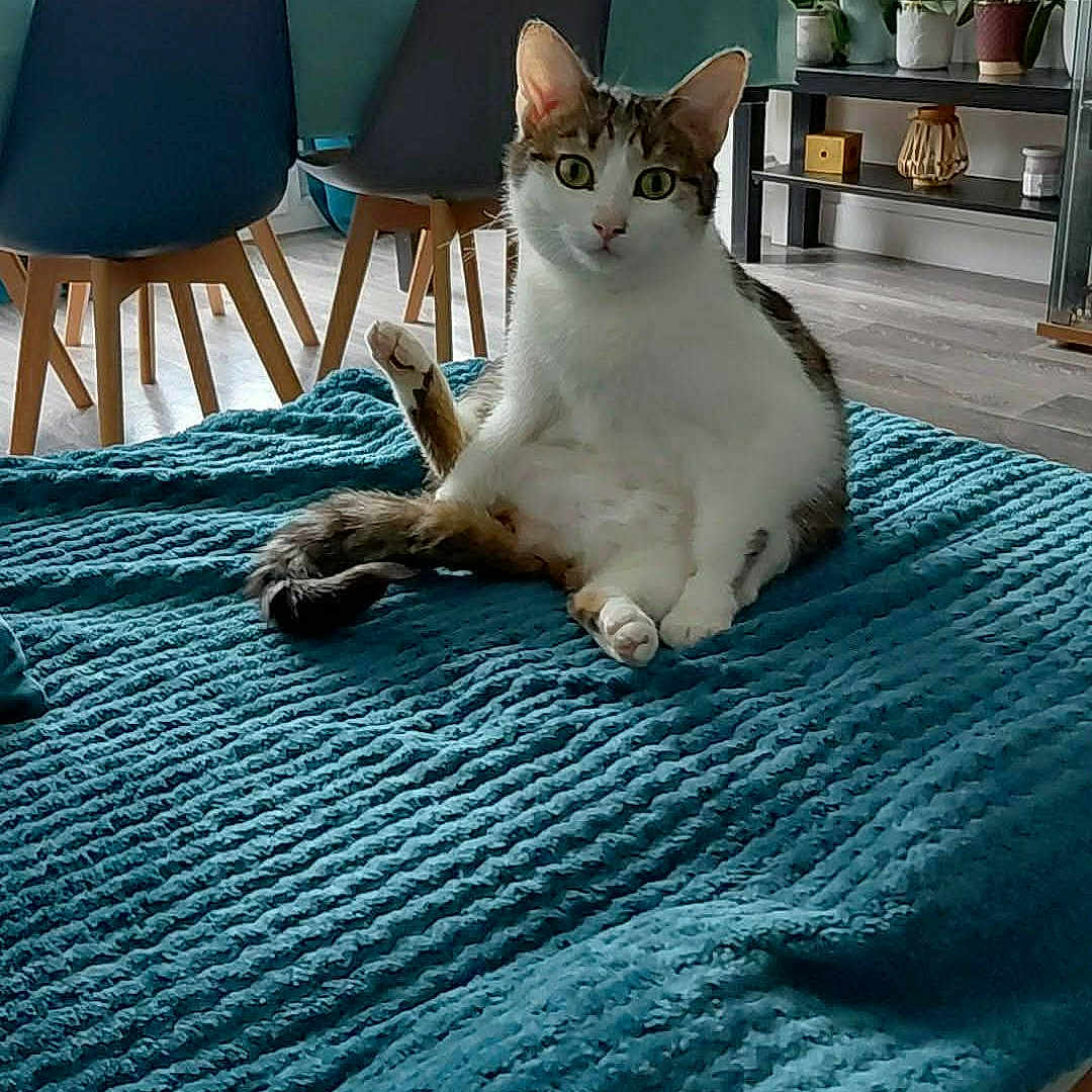 Ginny a rejoint le concours — aidez-le/la à gagner de superbes lots ! cat, pet, animal, sitting, white_fur, brown_fur, green_eyes, whiskers, indoors, blanket, teal_blanket, living_room, dining_area, chairs, table, orchids, plants, window, home_decor, portrait