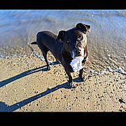 Stiko participe au concours pour gagner de l'argent avec cette photo : dog, black_dog, beach, sand, water, outdoor, pet, animal, sunlight, shadow, curious, standing, shoreline, nature, daylight, mammal, canine, playful, portrait, summer