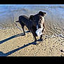 dog, black_dog, beach, sand, water, outdoor, pet, animal, sunlight, shadow, curious, standing, shoreline, nature, daylight, mammal, canine, playful, portrait, summer