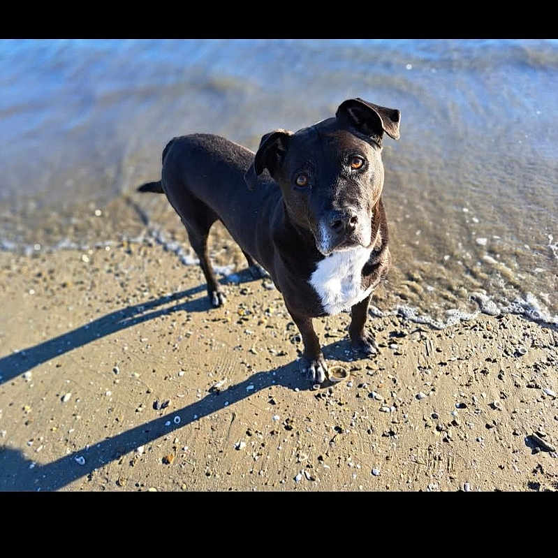 Stiko participe au concours pour gagner de l'argent avec cette photo : animal, beach, black_dog, canine, curious, daylight, dog, mammal, nature, outdoor, pet, playful, portrait, sand, shadow, shoreline, standing, summer, sunlight, water