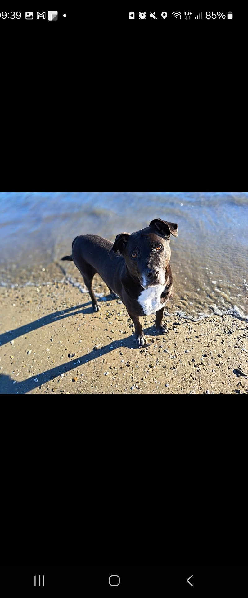 Stiko participe au concours pour gagner de l'argent avec cette photo : dog, black_dog, beach, sand, water, outdoor, pet, animal, sunlight, shadow, curious, standing, shoreline, nature, daylight, mammal, canine, playful, portrait, summer