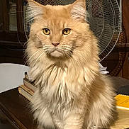 Rio participe au concours pour gagner de l'argent avec cette photo : books, cat, closeup, cozy, domestic_animal, ears, fan, fluffy, fur, furniture, household, indoor, long_hair, orange_cat, pet, portrait, sitting, table, whiskers, yellow_eyes