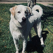 Meekloo joined the competition — help win amazing prizes! dog, white_dog, wet_fur, grass, leash, tree, outdoor, pet, animal, canine, standing, daylight, nature, portrait, domestic_animal, muzzle, ears, tail, shadow, side_view