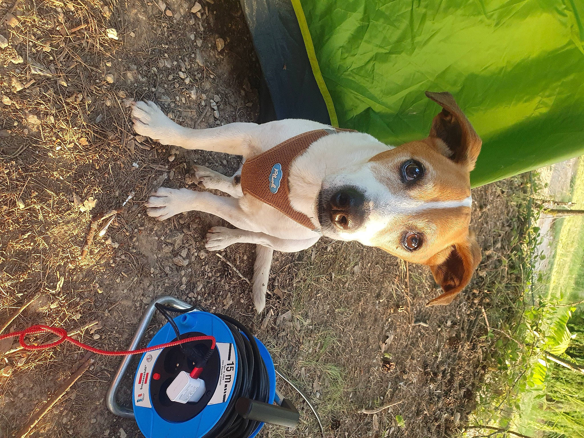 Falko a rejoint le concours — aidez-le/la à gagner de superbes lots ! adventure, carnivore, collar, companion_dog, dog, dog_breed, dog_supply, electric_blue, fawn, fun, grass, plant, recreation, snout, soil, sporting_group, sports_toy, toy, working_animal, working_dog