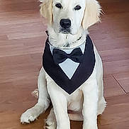 Bandit a rejoint le concours — aidez-le/la à gagner de superbes lots ! dog, puppy, golden_retriever, tuxedo_bandana, pet, animal, sitting, indoor, floor, wooden_floor, cute, adorable, young_dog, fur, ears, black_nose, eyes, front_paws, collar, portrait