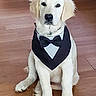 dog, puppy, golden_retriever, tuxedo_bandana, pet, animal, sitting, indoor, floor, wooden_floor, cute, adorable, young_dog, fur, ears, black_nose, eyes, front_paws, collar, portrait